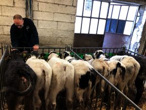 Allevamento di bovini in Trentino Alto Adige